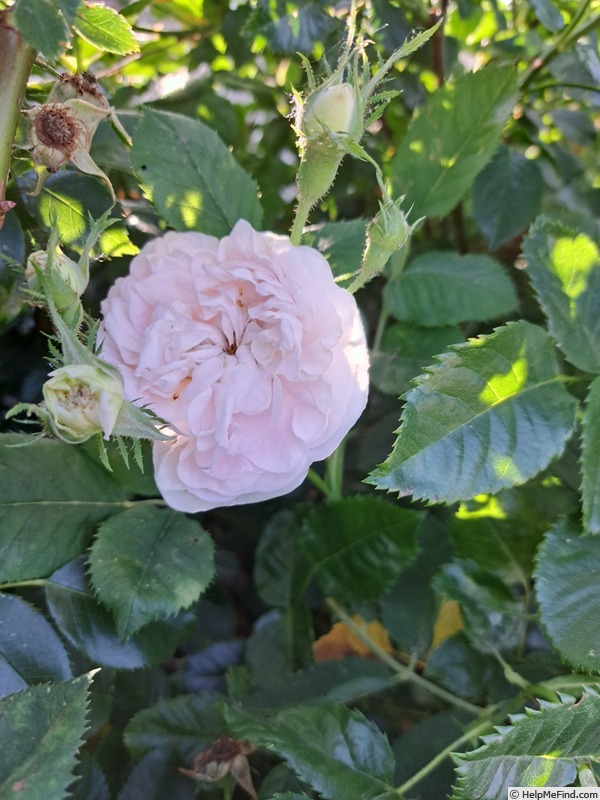 'Cuisse de Nymphe Émue' rose photo
