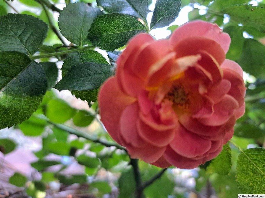 'Bee's Paradise ® Mango' rose photo