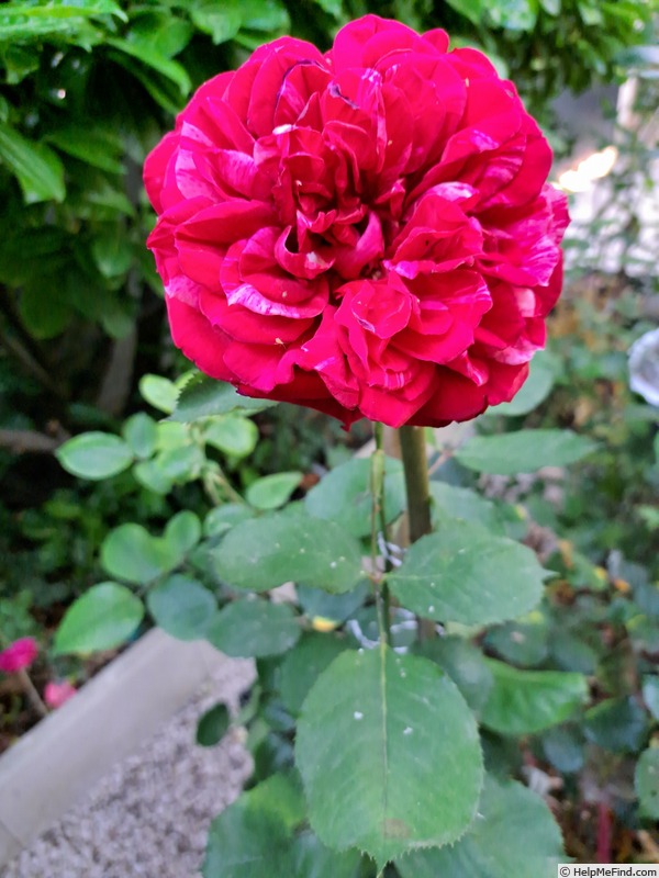 'Berthe Morisot ®' rose photo