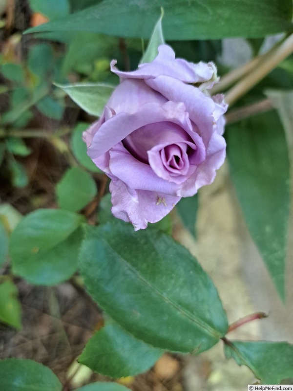 'Sissi ®' rose photo
