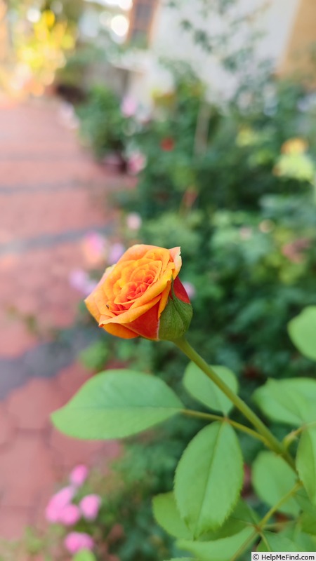 'Crazy Love (shrub Kordes pre 2013)' rose photo