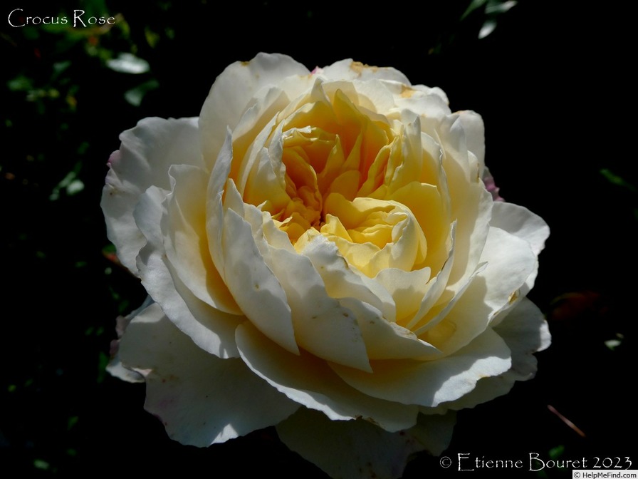 'Crocus Rose' rose photo