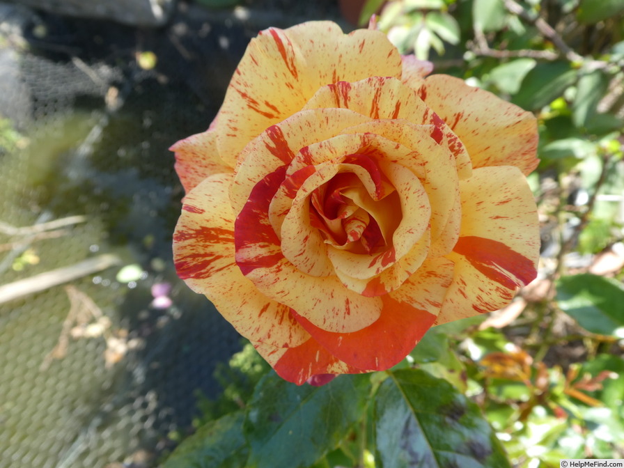 'Alfred Sisley ™' rose photo