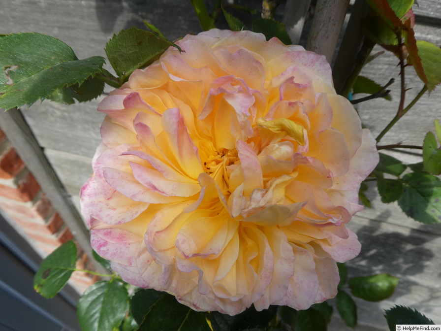 'The Impressionist ™ (shrub, Clements 2000)' rose photo