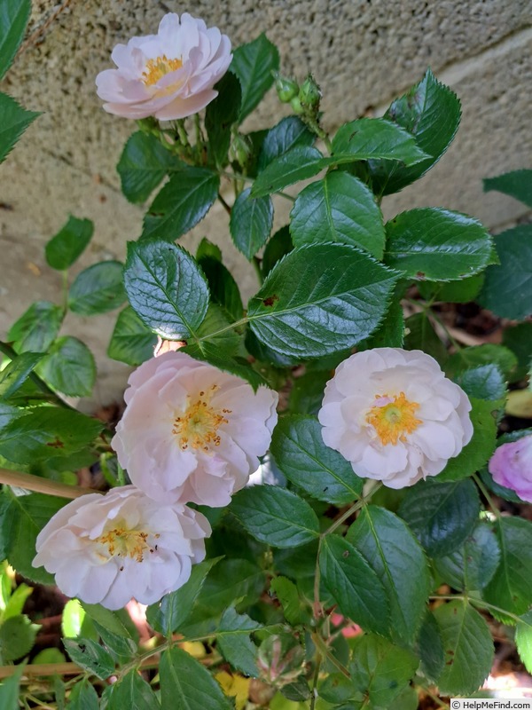 'Utopia ® (floribunda, Delbard 2012)' rose photo