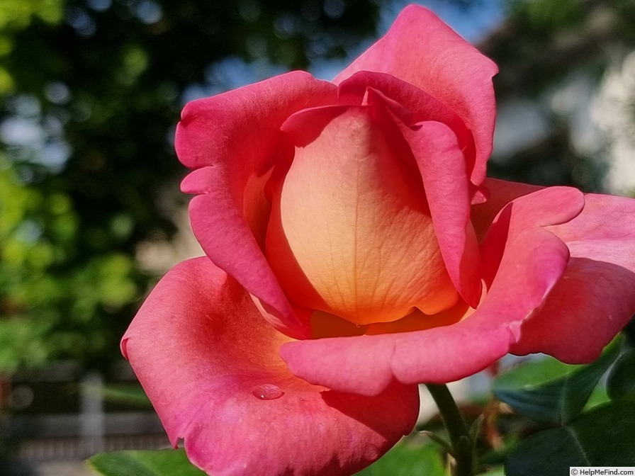 'Parfum Royal Cl.' rose photo