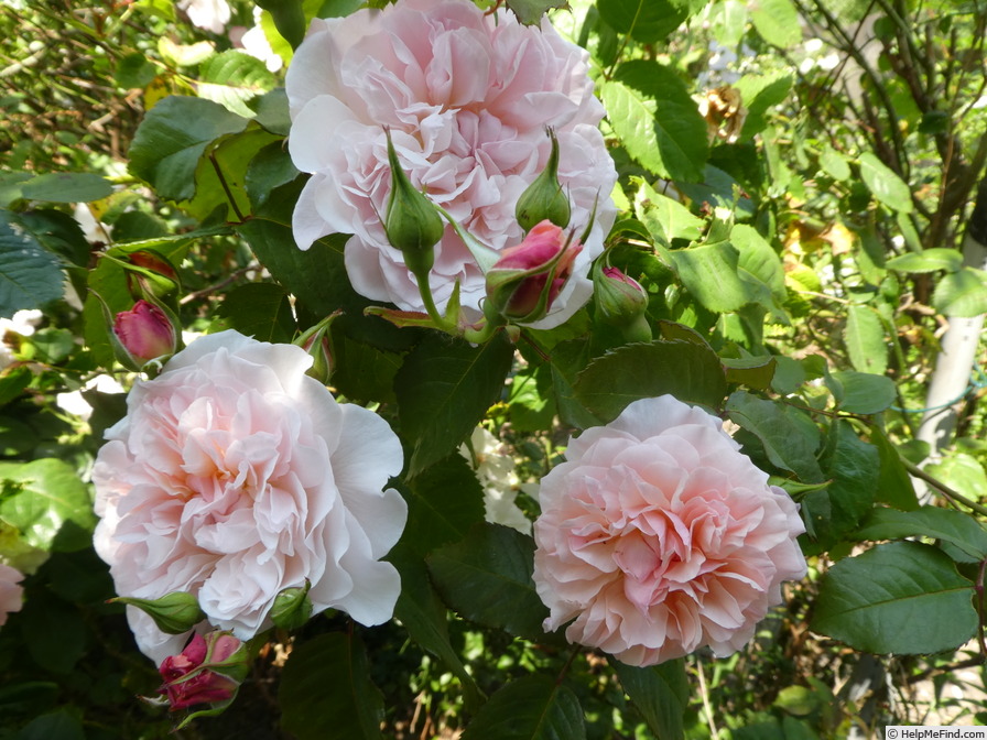 'Rose de Tolbiac' rose photo