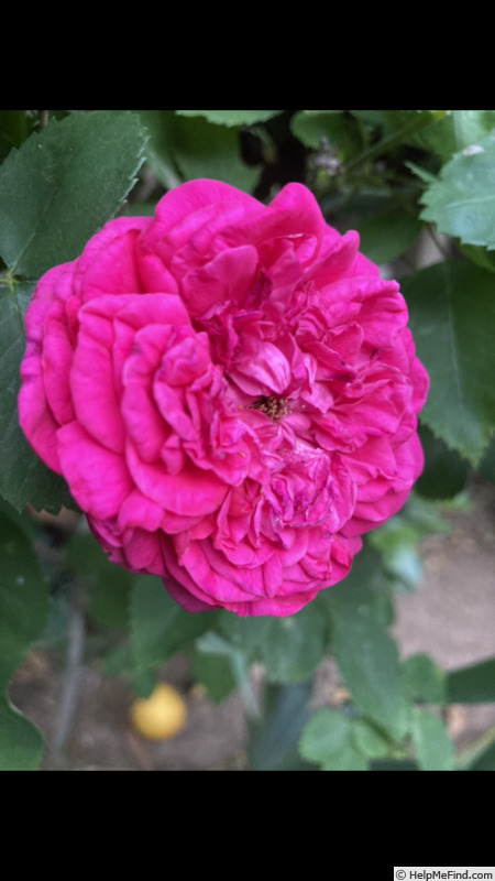 'Général Washington (hybrid perpetual, Granger, 1860)' rose photo