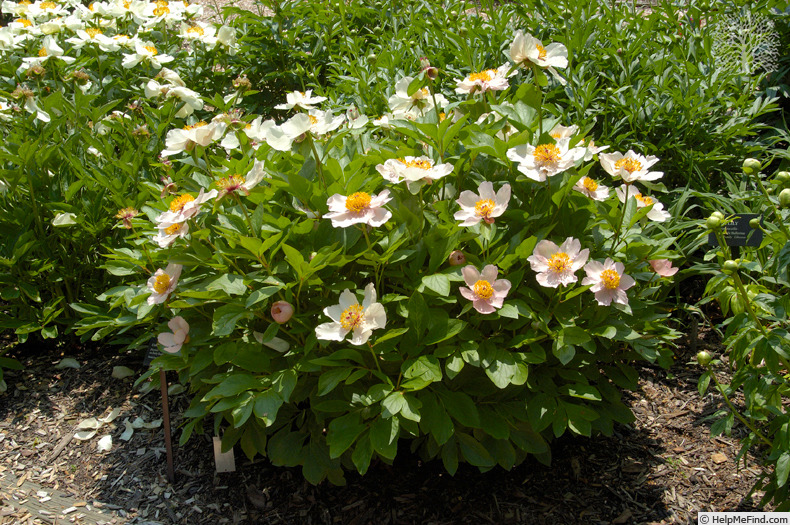 'Early Daybreak' peony photo