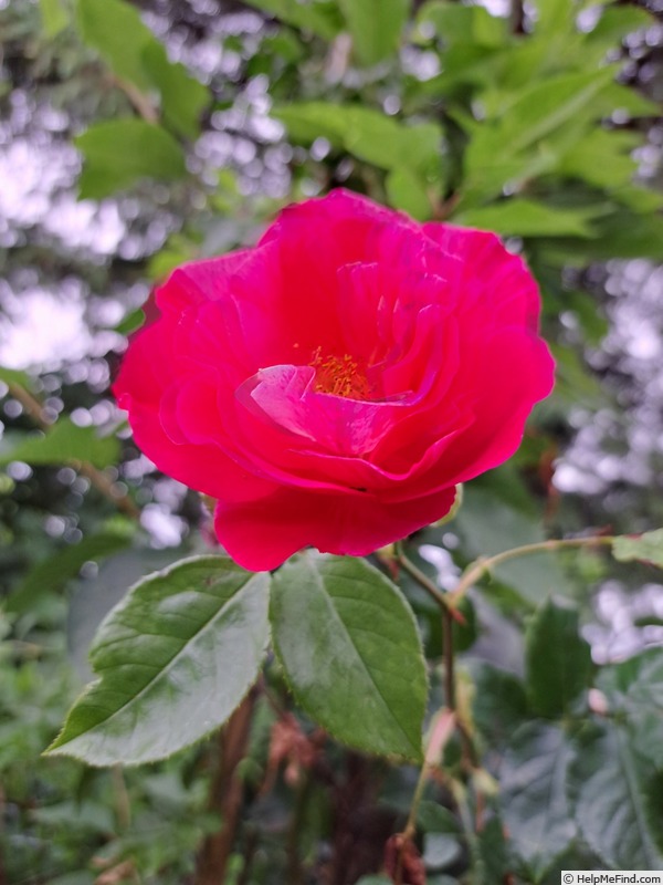 'Guy Savoy' rose photo