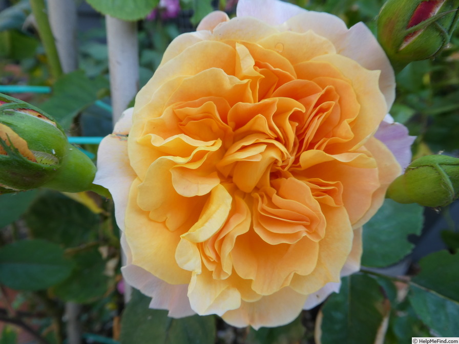 'The Impressionist ™ (shrub, Clements 2000)' rose photo