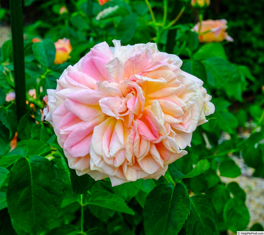 'The Alchymist' rose photo