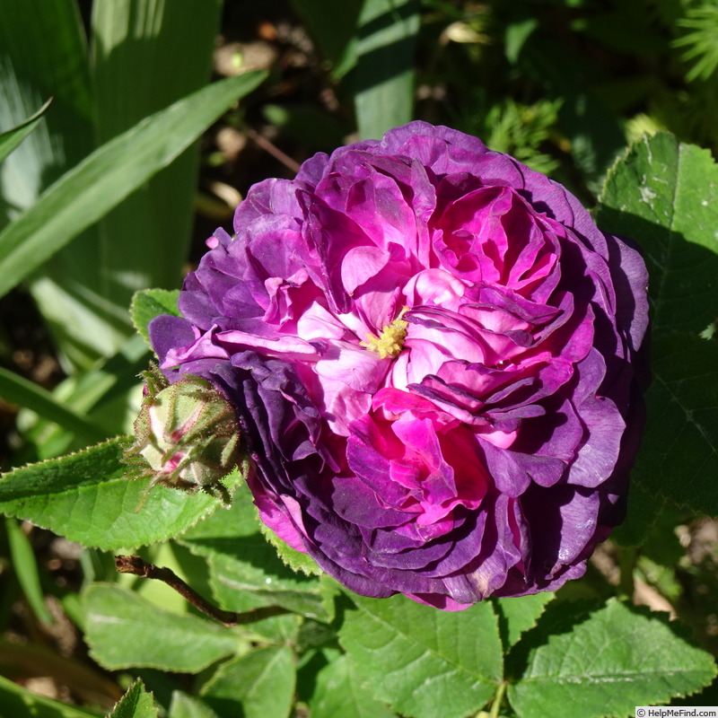 'Jenny Duval' rose photo