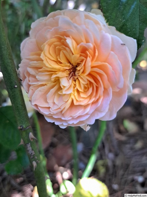 'Soleil Couchant ®' rose photo