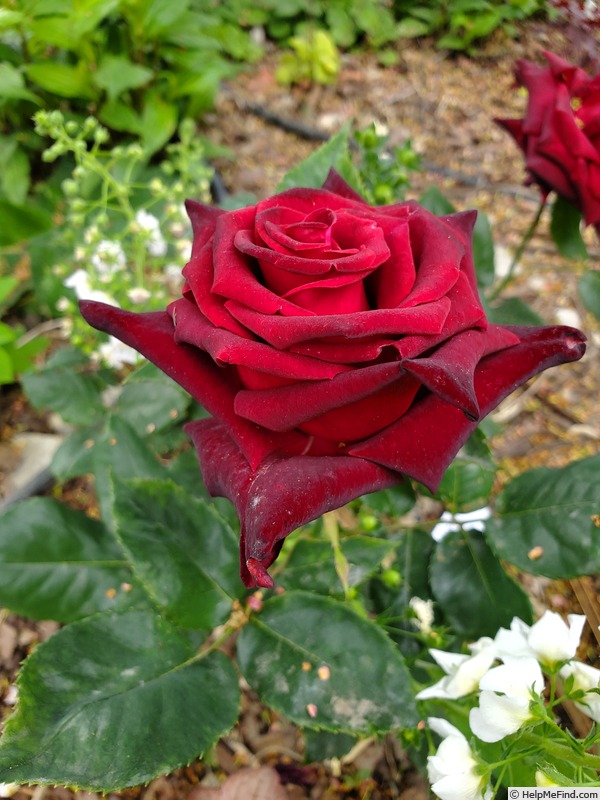 'Black Magic ® (hybrid tea, Evers/Tantau, 1995)' rose photo