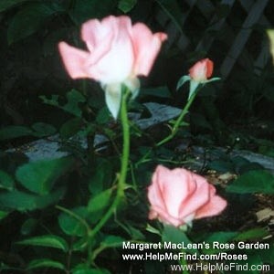 'Niagara Pride' rose photo