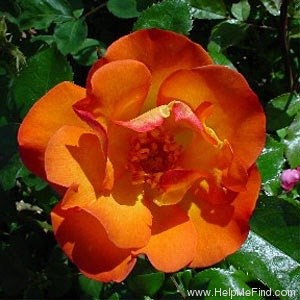 'Playboy ®' rose photo