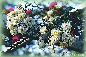 'Rambling Rector' rose photo