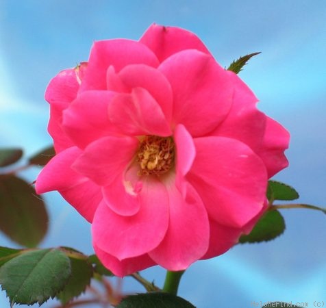 'Double Knock Out ®' rose photo