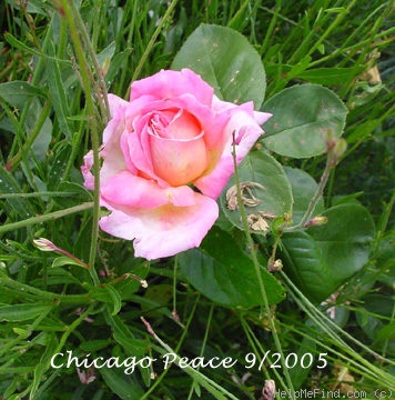 'Chicago Peace' rose photo