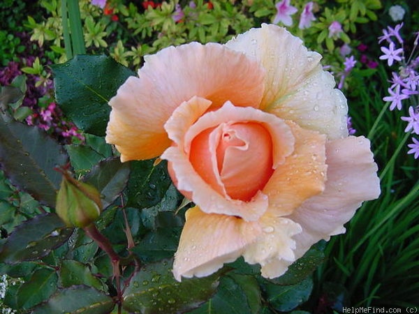 'Just Joey (Hybrid Tea, Cants, 1972)' rose photo