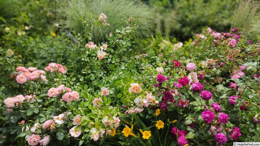 'Munstead Wood ®' rose photo