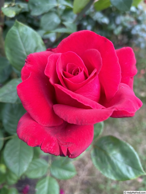 'Veterans' Honor®' rose photo