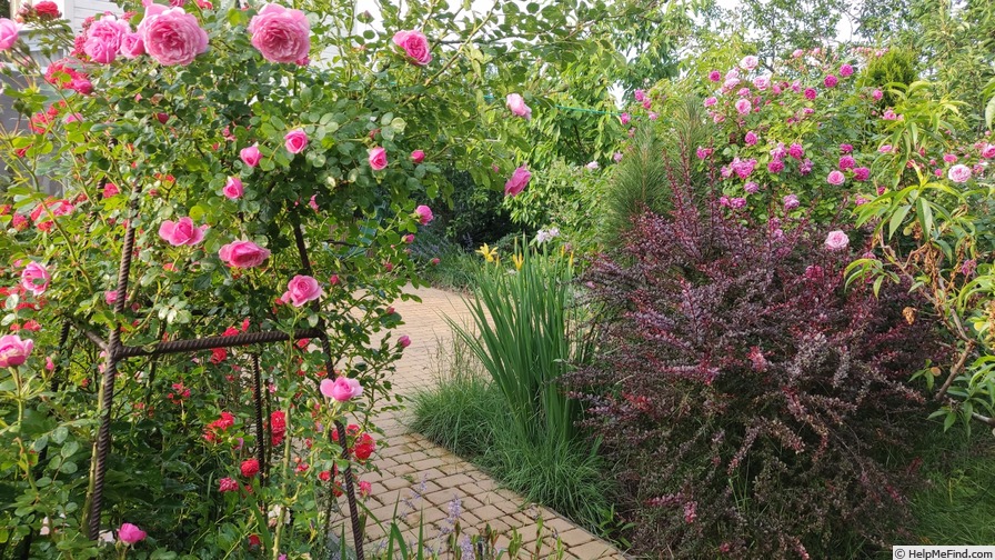 'Starlet Rose Eva ®' rose photo