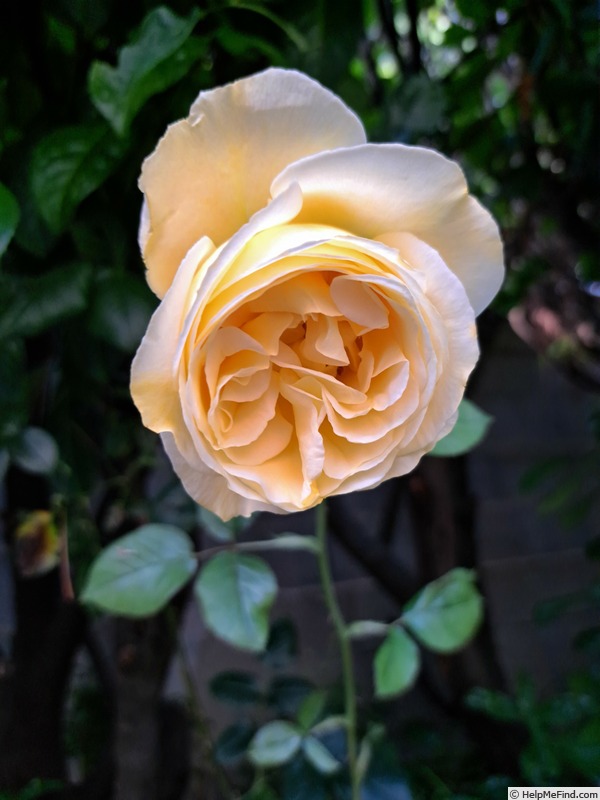 'Bataclan ®' rose photo