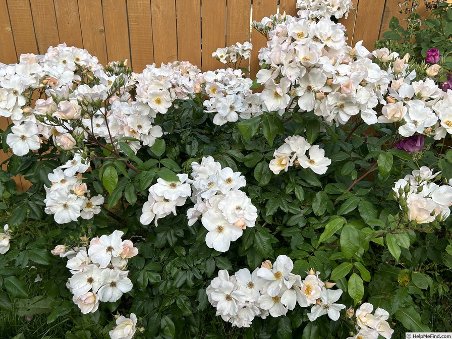 'Sally Holmes (Hybrid Musk, Holmes 1976)' rose photo