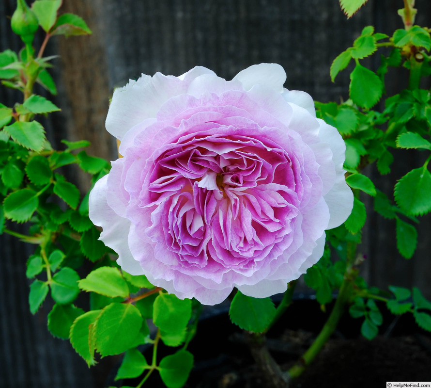 'Blue Moonstone' rose photo