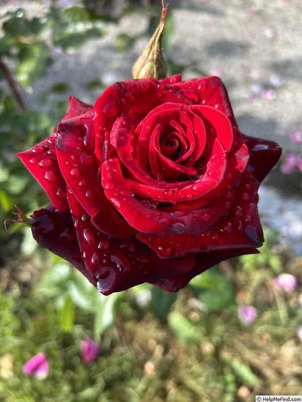 'Black Magic ® (hybrid tea, Evers/Tantau, 1995)' rose photo