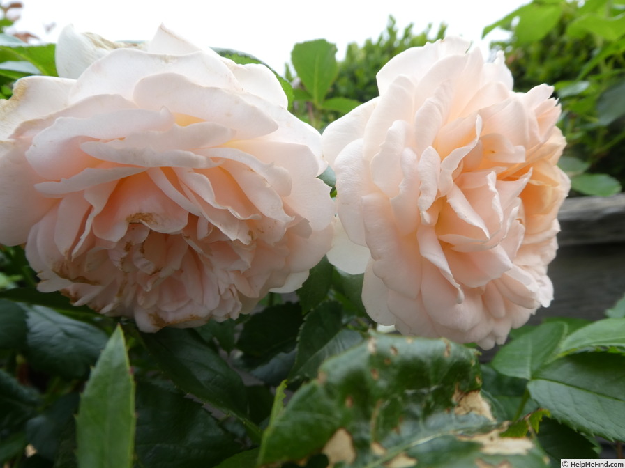 'Cremosa ®' rose photo