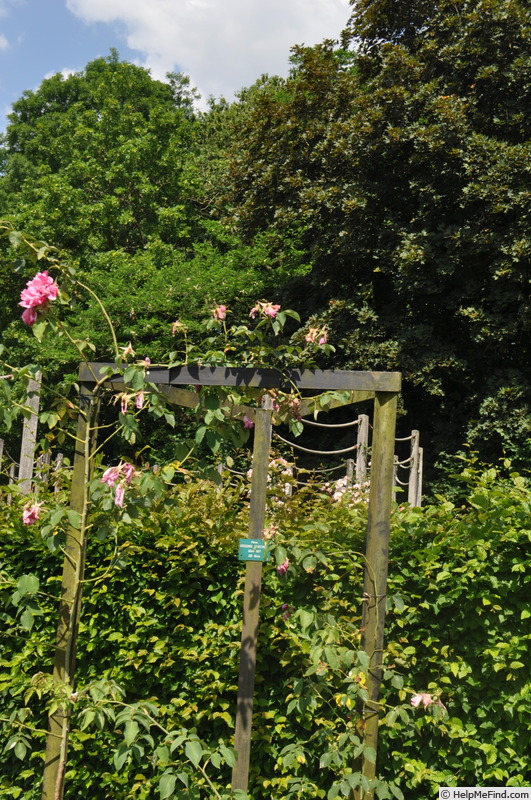 'Madame Grégoire Staechelin' rose photo