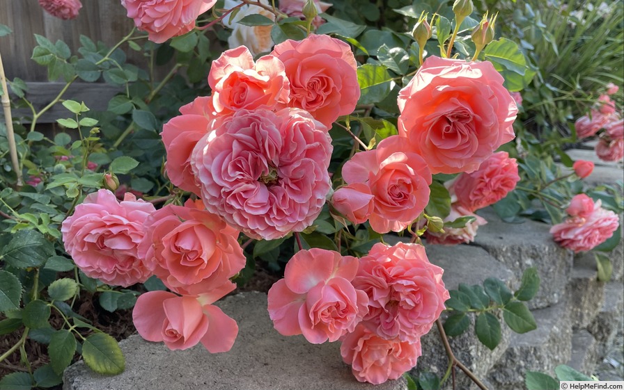 'Camelot (grandiflora, Swim & Weeks, 1964)' rose photo