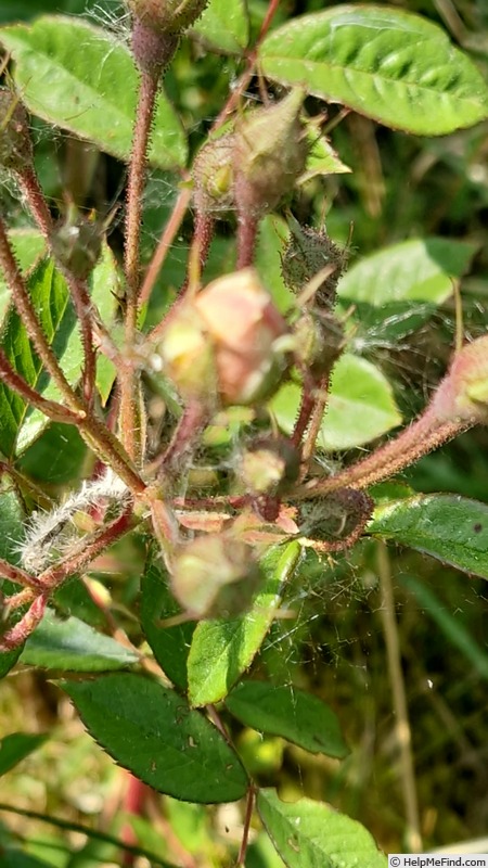'Musqée double avec plaisir' rose photo