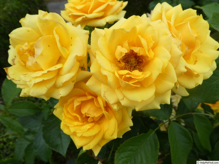 'Gold Reef ®' rose photo