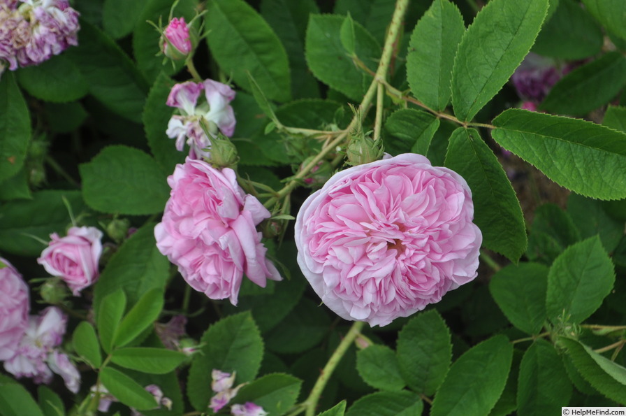 'La Ville de Bruxelles (Damask, Vibert, 1837)' rose photo