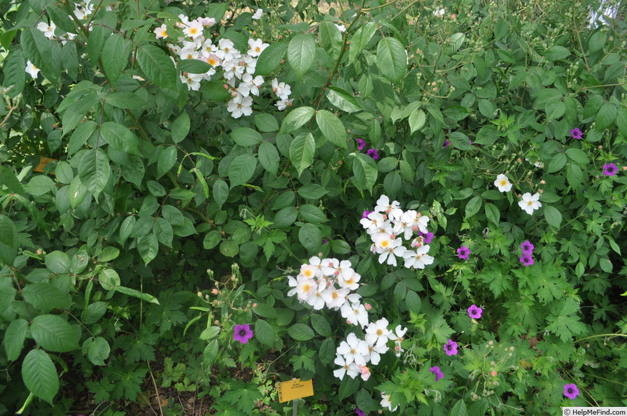 'Kathleen (hybrid Musk, Pemberton 1922)' rose photo