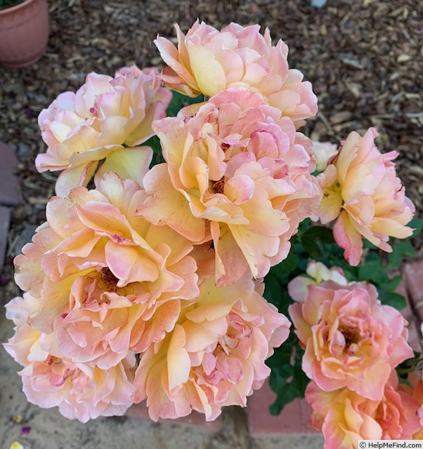 'Rosie The Riveter ™' rose photo