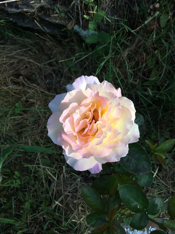 'Peace (hybrid tea, Meilland 1935)' rose photo