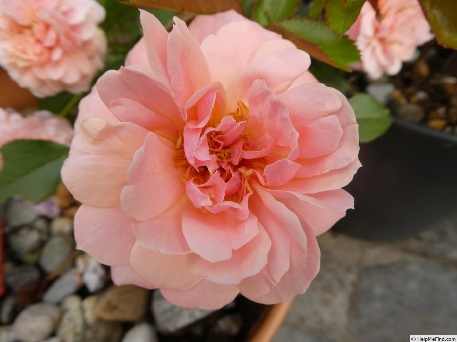 'Botticelli ®' rose photo