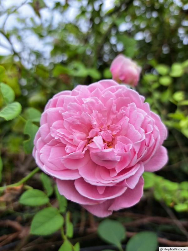 'Spirit of Freedom' rose photo