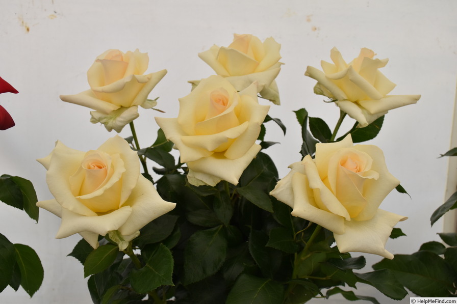'The Wainwright Rose' rose photo