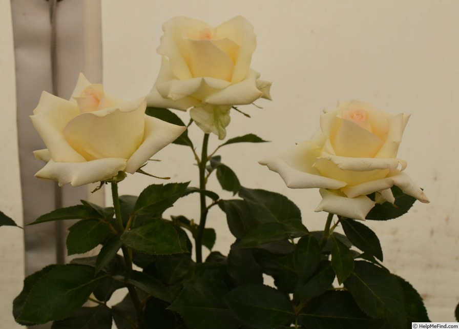 'The Wainwright Rose' rose photo