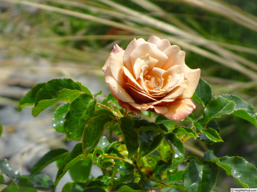 'Koko Loco (floribunda, Bedard, 2010)' rose photo