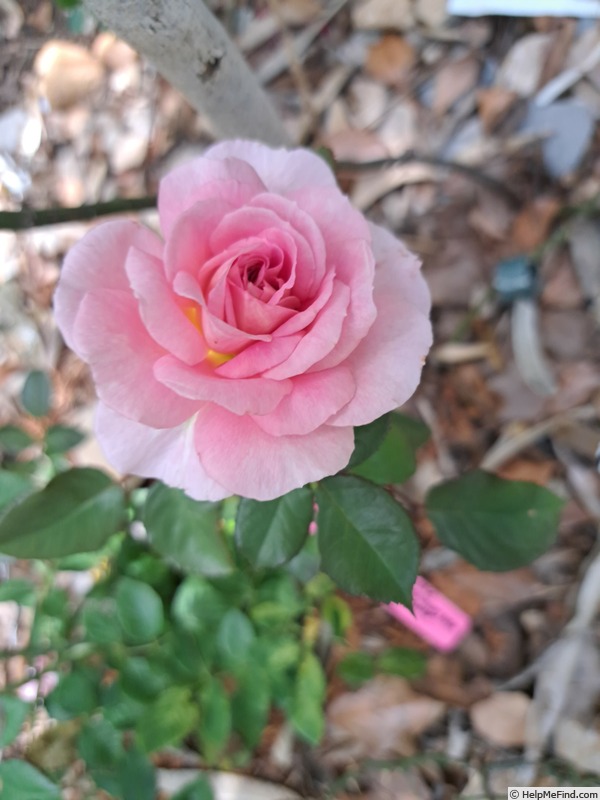 'Roses en Baie ®' rose photo
