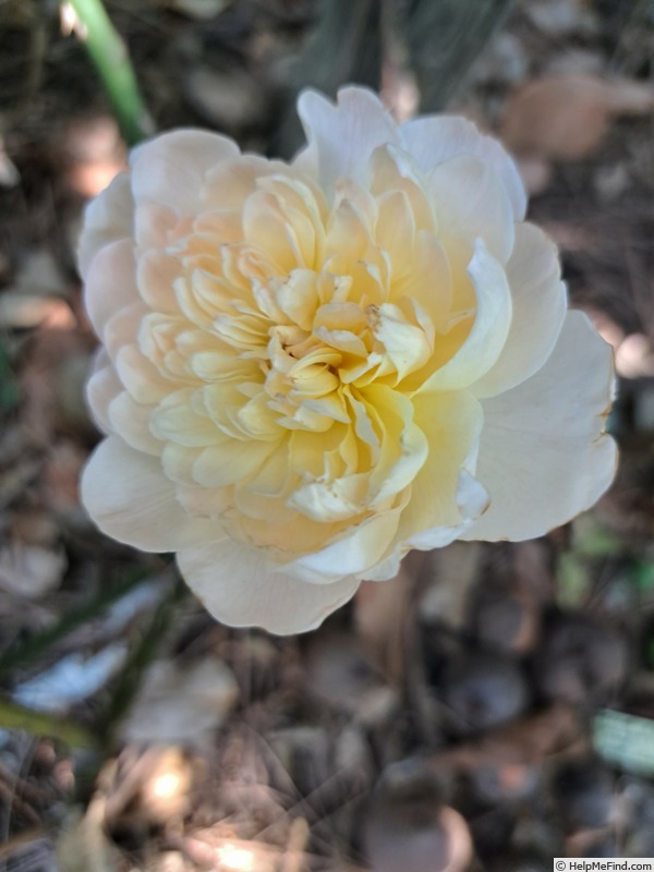 'Soleil Couchant ®' rose photo