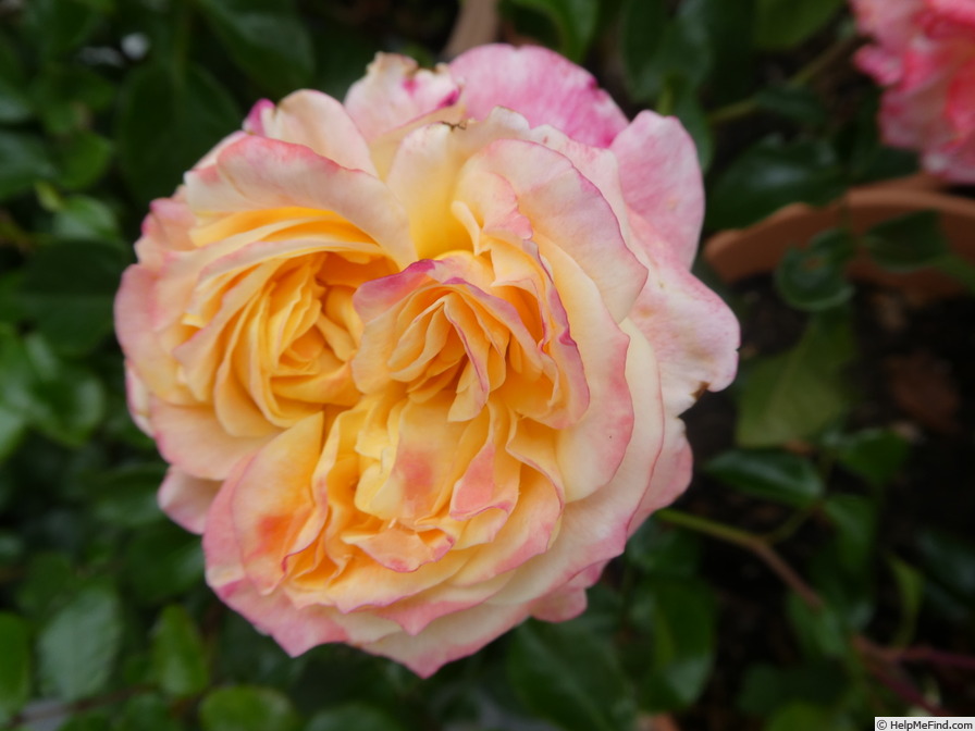 'Concorde ® (Hybrid tea, Kordes 2008/18)' rose photo