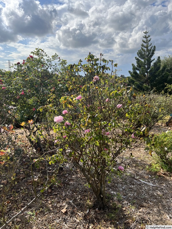 'Jacques Cartier' rose photo